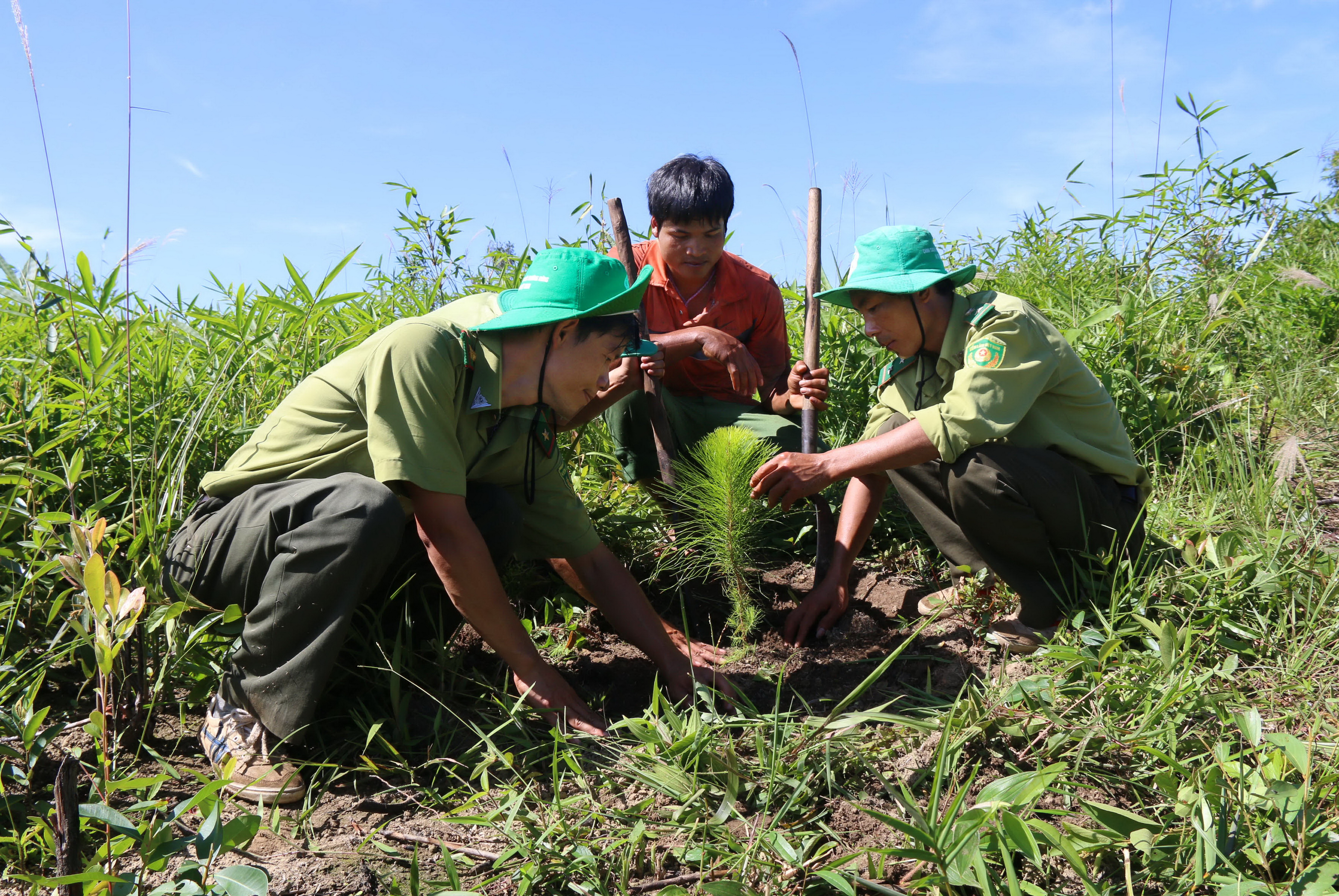 anh-2.-khoi-phuc-rung.jpg