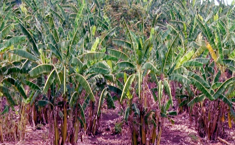 anh-dien-tich-trong-chuoi-moc-tai-xa-de-ar-ngay-cang-phat-trien.jpg