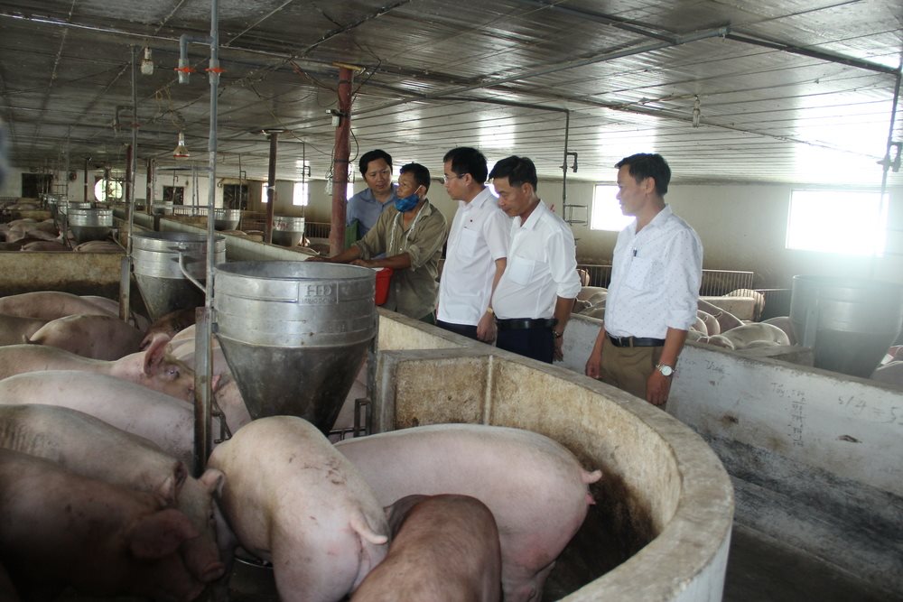 36.-mo-hinh-chan-nuoi-lon-lien-ket-tai-xa-tan-loc.jpg