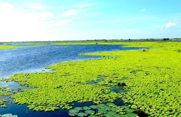 sinh-canh-vuon-quoc-gia-u-minh-thuong.-anh-wwf-viet-nam-cung-cap.jpg