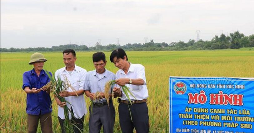 canh-dong-lua-than-thien-17062022a.jpg