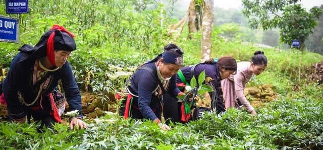 cay-thuoc-nam-duoc-lieu-tai-vung-nui-ba-vi-1-1140x530-1647937588168815351410.jpg