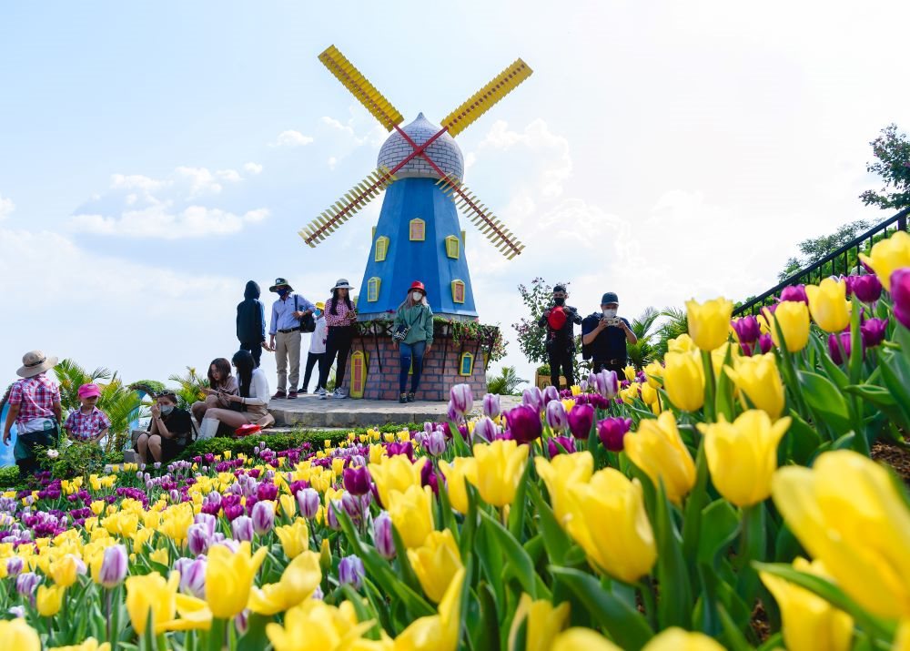 hoa-tulip-tren-nui.jpg