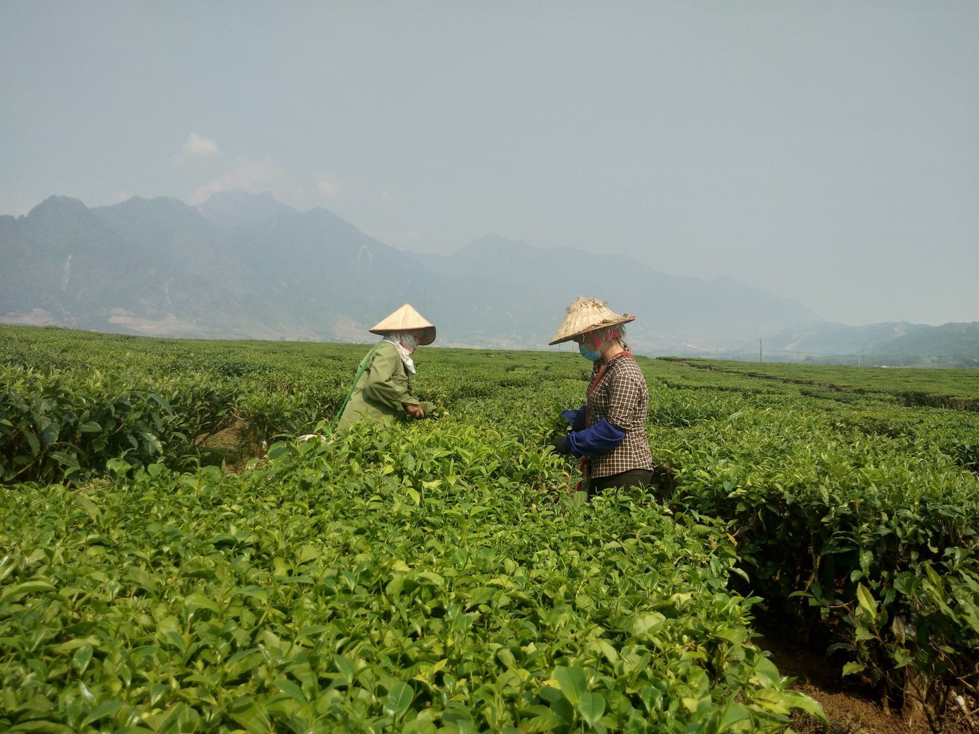 vung-che-tam-duong-lai-chau(1).jpg