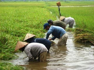 bdkh-nong-nghiep-1-.jpeg