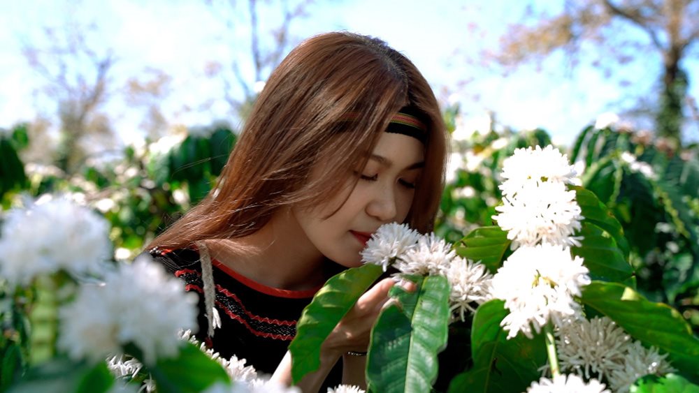 du-khach-say-dam-truoc-ve-dep-tinh-khoi-cua-hoa-ca-phe-va-chim-dam-trong-huong-thom-diu-nhe-ngot-ngao.-anh-the-hung..jpg