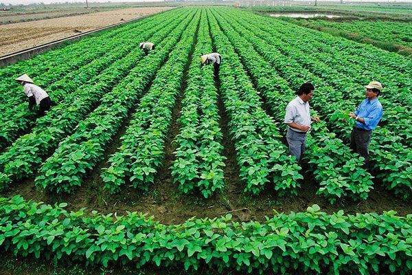 Hoàn thiện chính sách, nâng cao hiệu quả quản lý và sử dụng đất - Ảnh 1. Hoàn thiện chính sách, nâng cao hiệu quả quản lý và sử dụng đất - Ảnh 1.