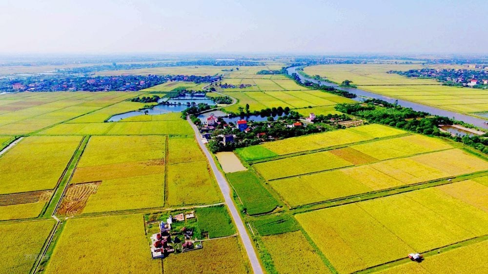 day-manh-tich-tu-tap-trung-ruong-dat-phat-trien-san-xuat-nong-nghiep-theo-huong-hang-hoa-quy-mo-lon-anh-le-anh-.jpg