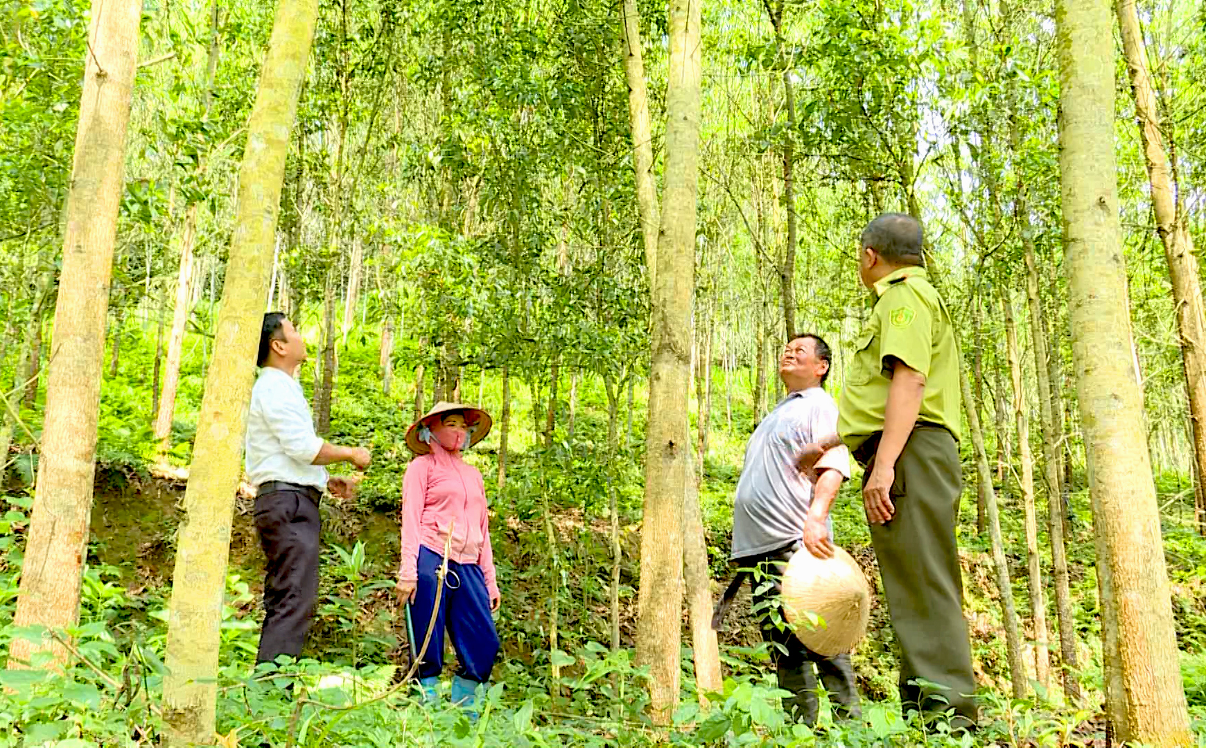 thay-ro-duoc-loi-ich-cua-kinh-te-rung-nhieu-ho-dan-o-tuyen-quang-da-tich-cuc-phat-trien-rung.-anh-tq-.jpg