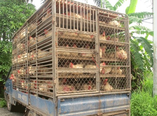 Thủ tướng yêu cầu ngăn chặn vận chuyển trái phép gia cầm vào Việt Nam - Ảnh 1.