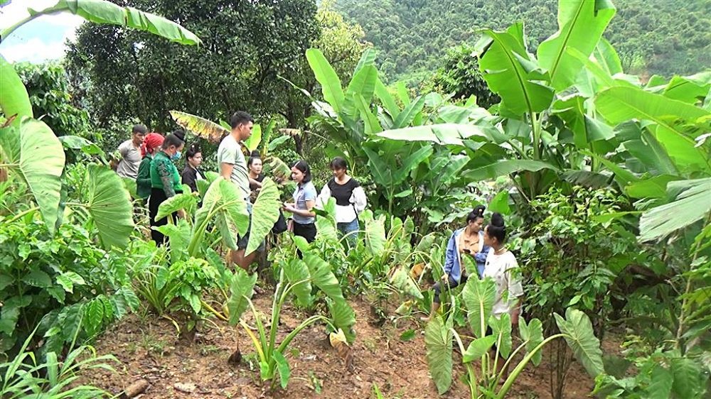 mo-hinh-trinh-dien-khoai-so-thich-ung-voi-bien-doi-khi-hau.jpg