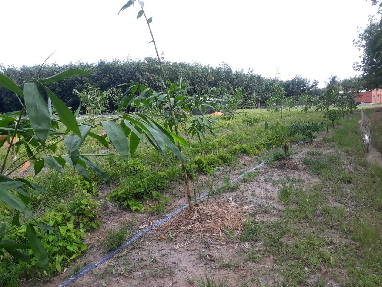 1.-cac-goc-tre-duoc-bo-tri-cach-nhau-de-cay-du-duong-chat-va-khong-gian-phat-trien.jpg