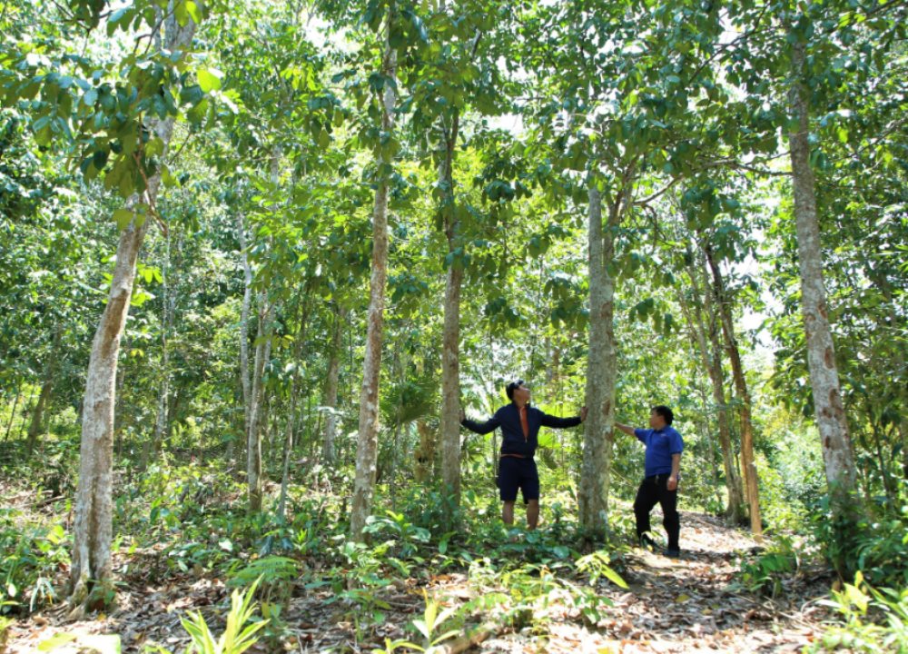 nguoi-dan-cac-huyen-mien-nui-tinh-quang-nam-tich-cuc-trong-rung.png