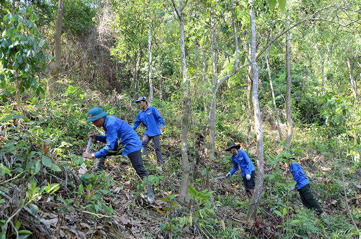 dvtn-clv-thanh-nien-tinh-nguyen-cham-soc-bao-ve-rung-phat-don-kv-khoanh-nuoi-bao-ve.jpg