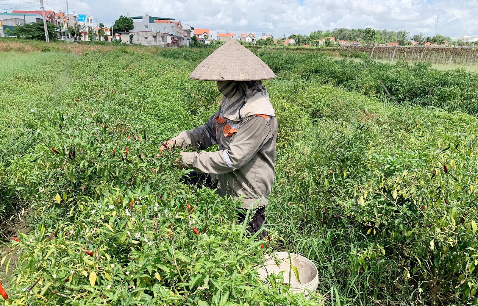 anh-qy-02.jpg