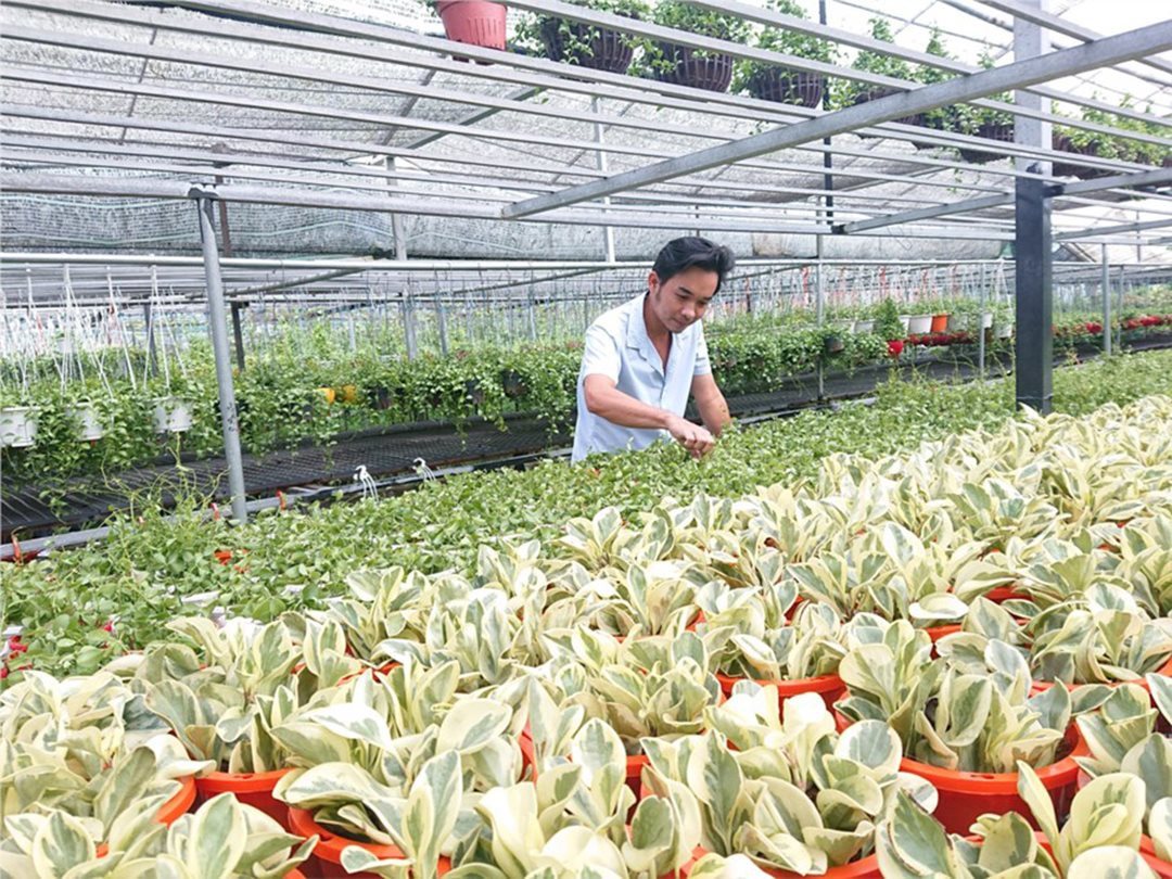 a1-mo-hinh-trong-cay-kieng-xa-nhi-binh-1-.jpg