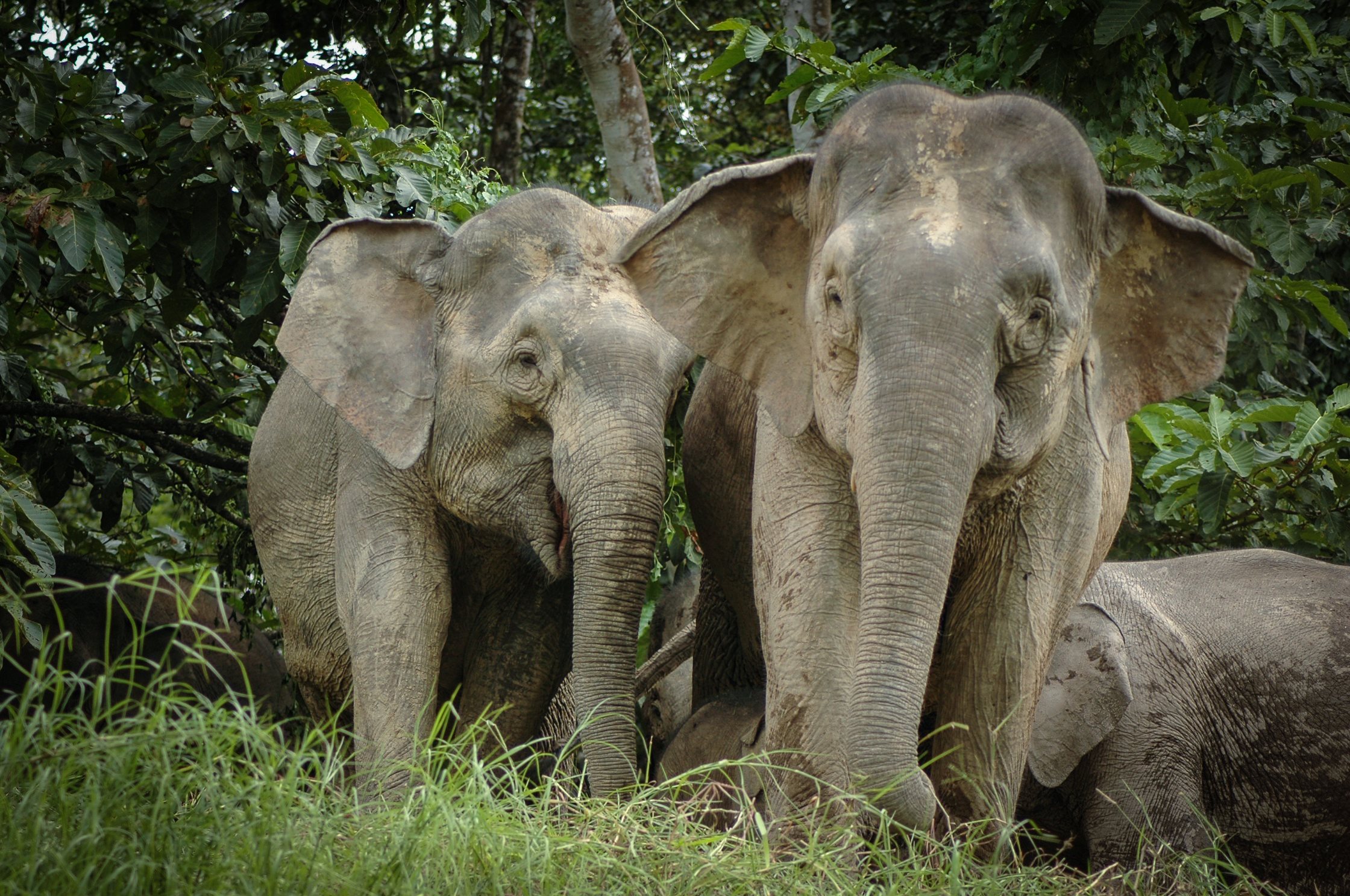wwf-malaysia-_-engelbert-dausip_original_ww2103046.jpg