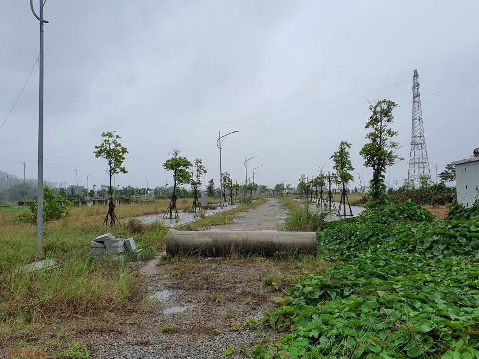 qngai3.jpg
