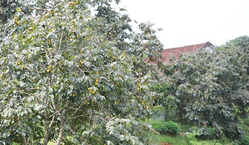 anh-1.-hong-yen-du.jpg