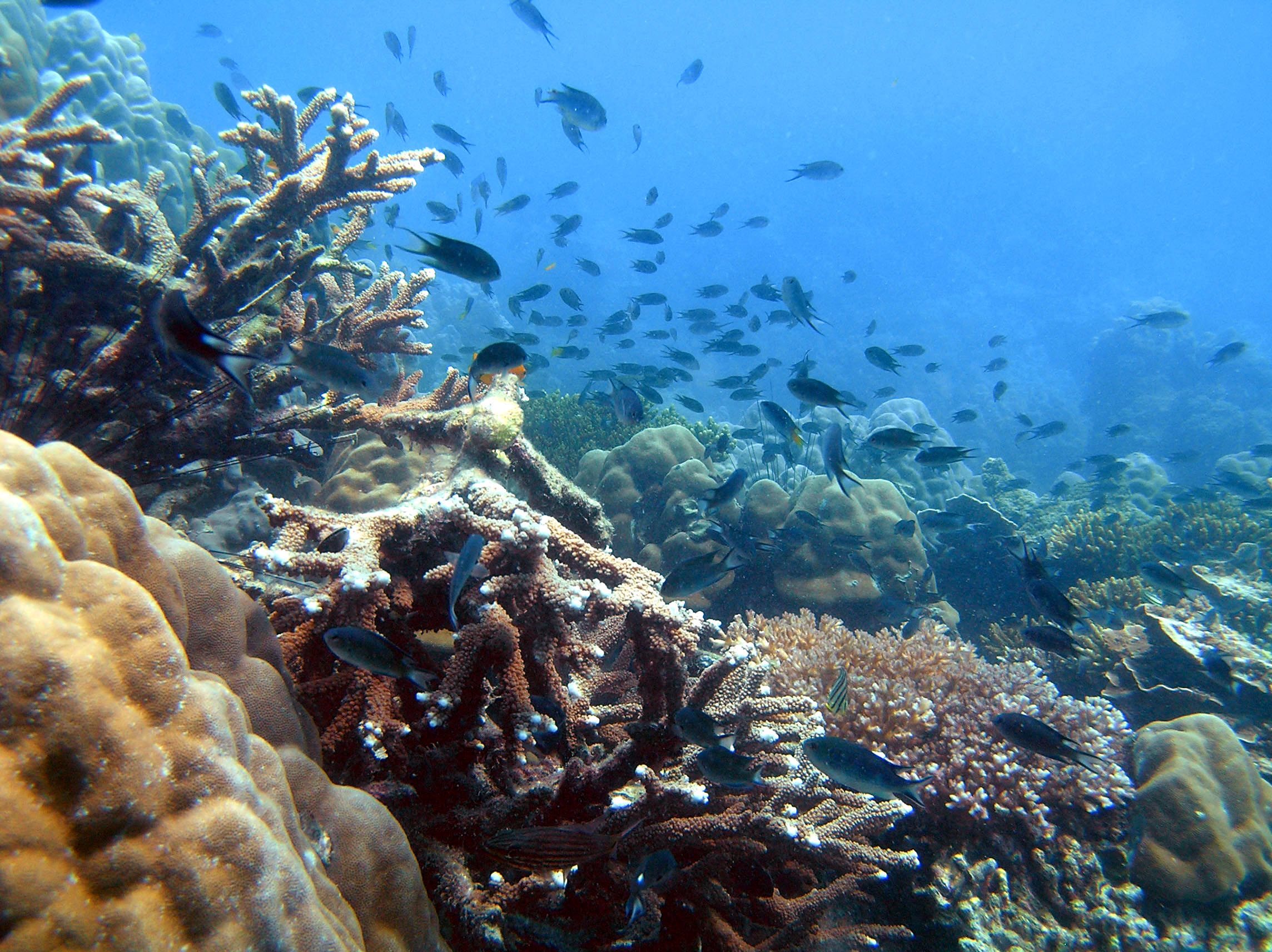 ran-san-ho-o-phu-quoc-1.jpg