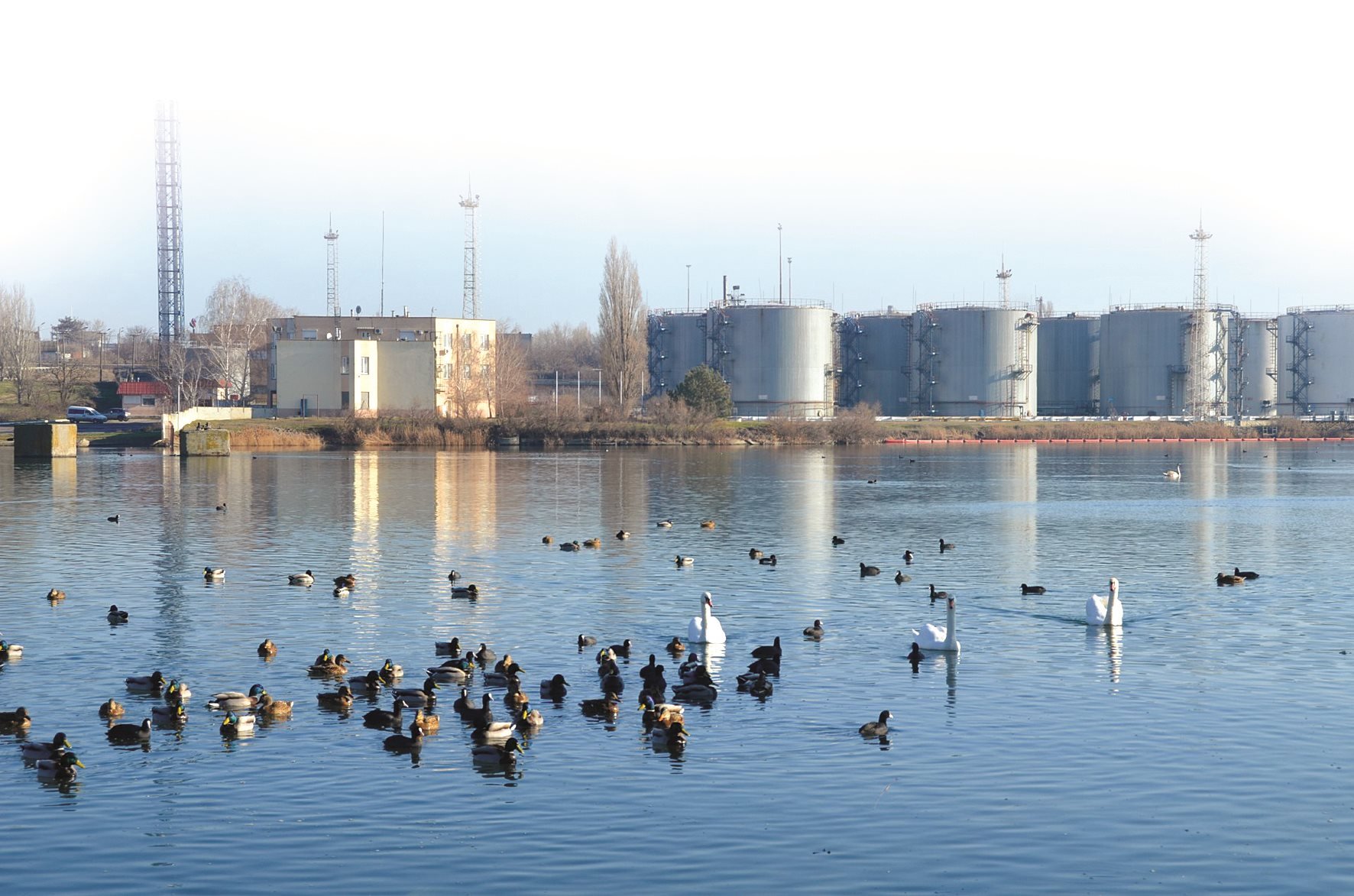 thumbnail_dsc_0264.jpg
