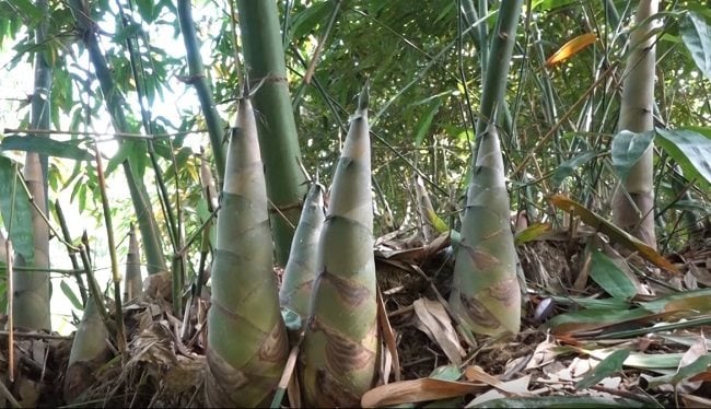 san-luong-mang-bat-do-thuong-pham-cua-huyen-tran-yen-dat-khoang-hon-30_000-tan-moi-nam.jpg