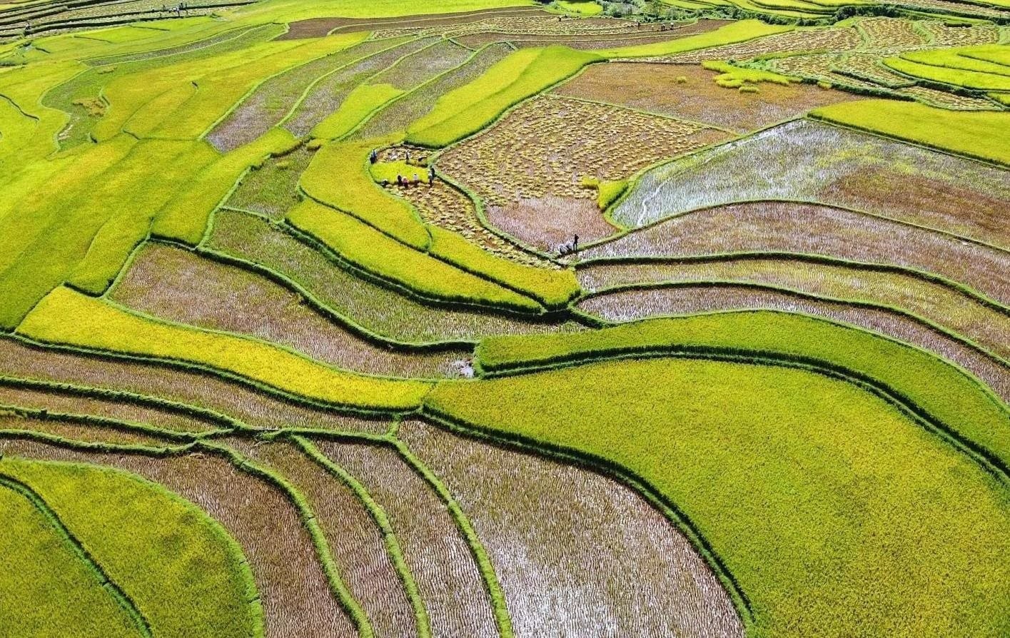 canh-dong-muong-than.jpg
