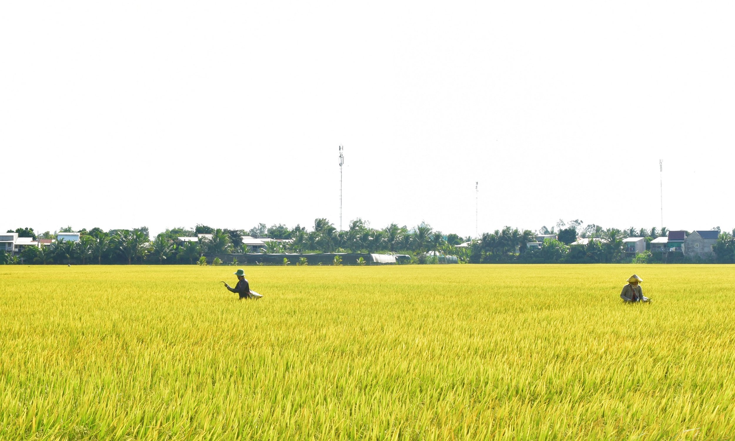 a2-an-giang.jpg