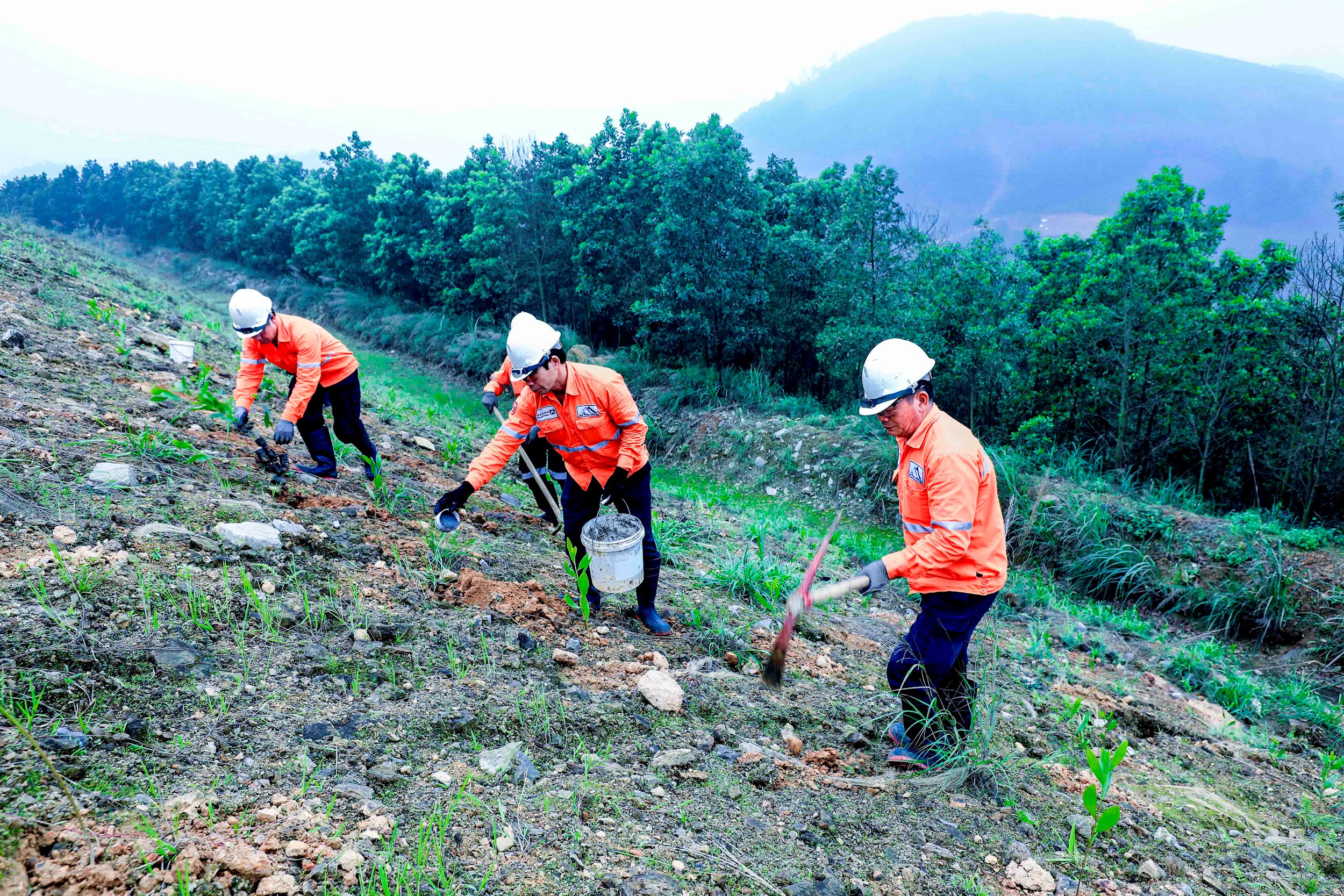 3-trong-cay-phu-xanh-dat-mo-bao-ve-moi-truong.jpg