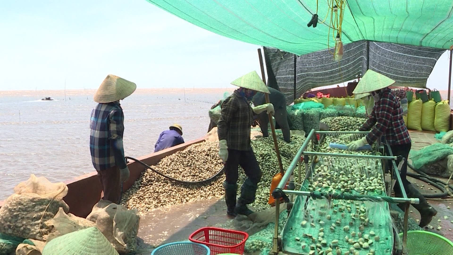 trang_ngao_4_16580517062021.jpg