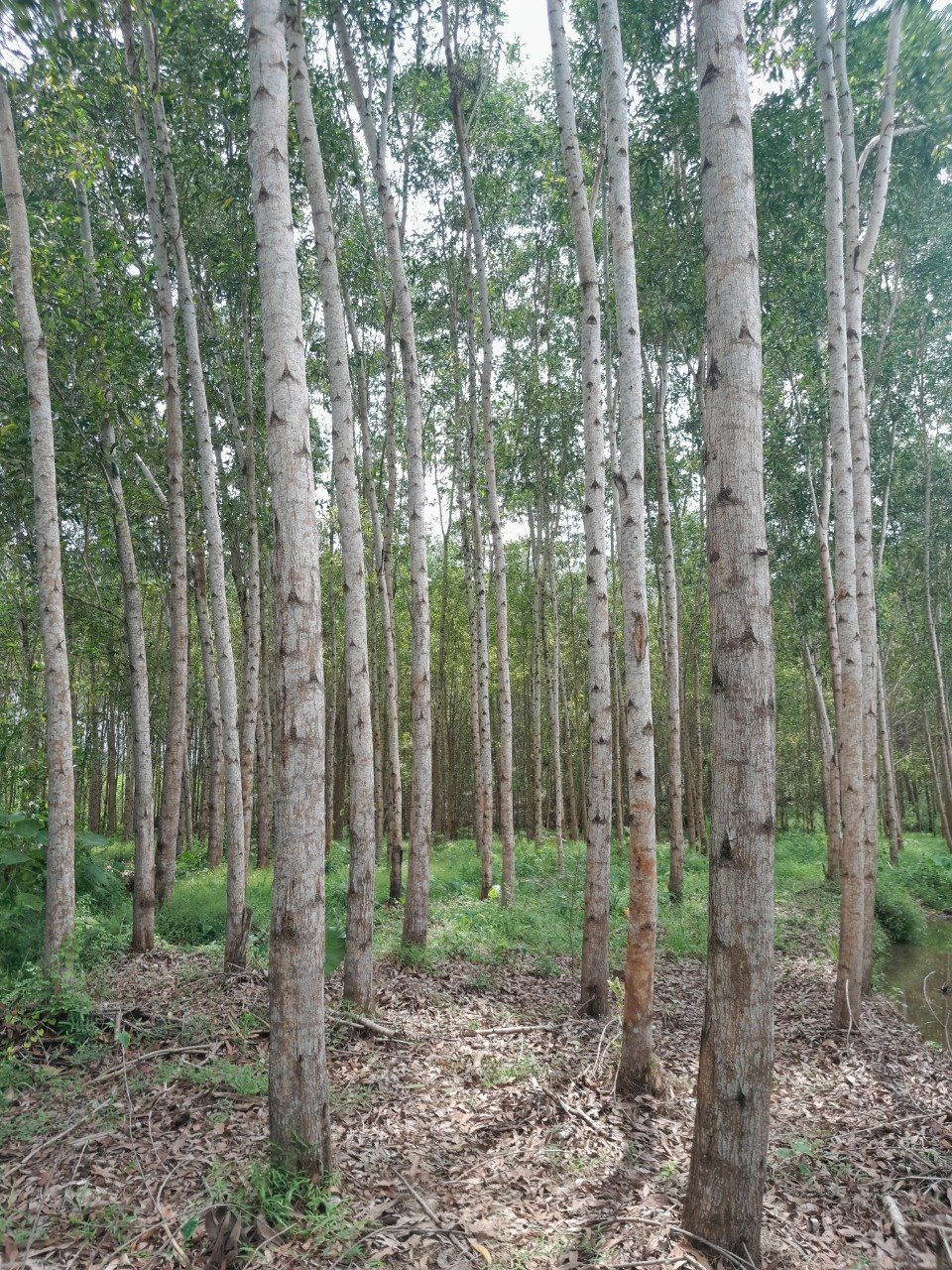 rung-hue-1.jpg