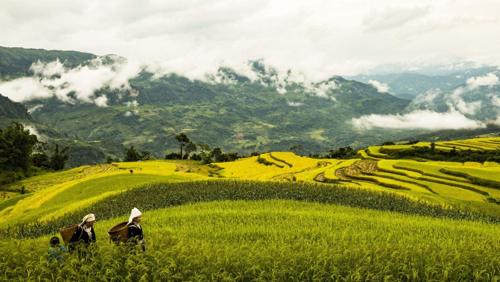 hong-thai-tuyen-quang-1.jpg