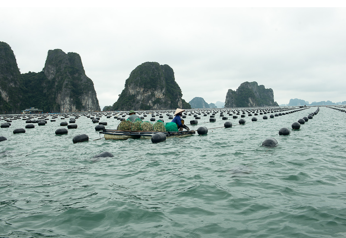 2.1.-chuyen-doi-phao-xop-sang-phao-nhua-trong-ntts-tai-htx-phat-co-xa-ha-long-huyen-van-don..png