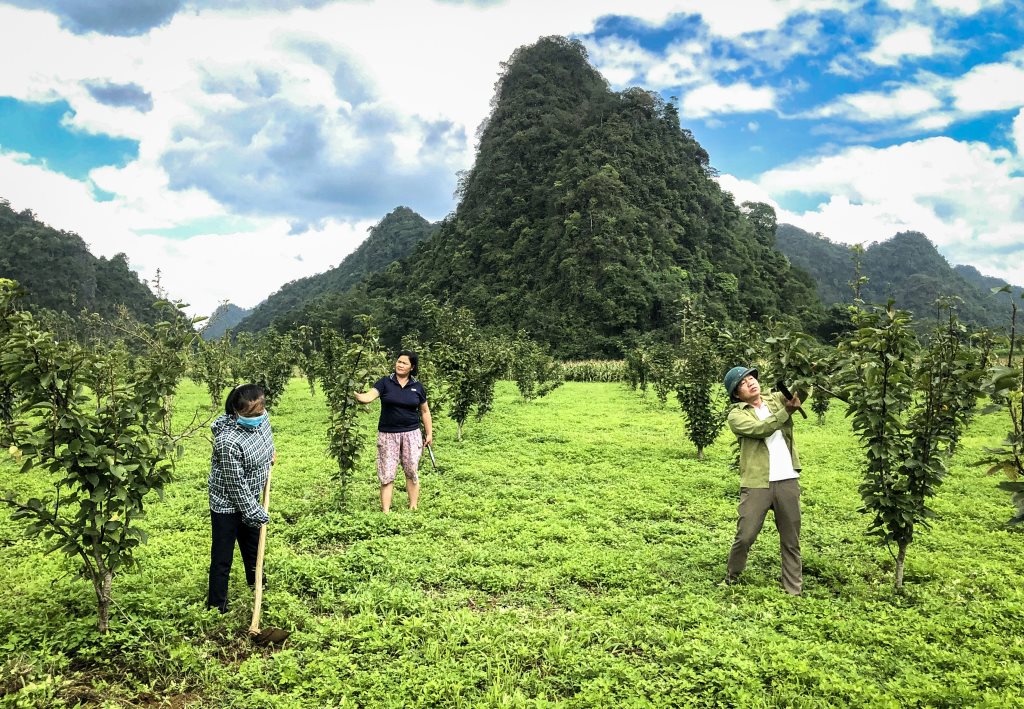 108214_nguoi_dan_xa_van_trinh_thach_an_lua_chon_mo_hinh_dau_tu_trong_cay_le_phu_hop_voi_loi_the_dia_phuong_de_vuon_len_thoat_ngheo_22394318.jpg