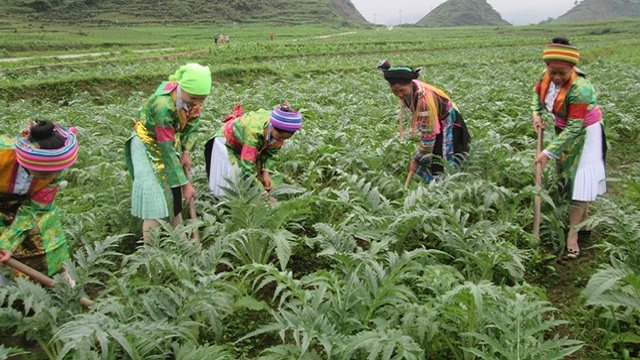 ha-giang-trong-duoc-lieu-20220915162857030.jpg