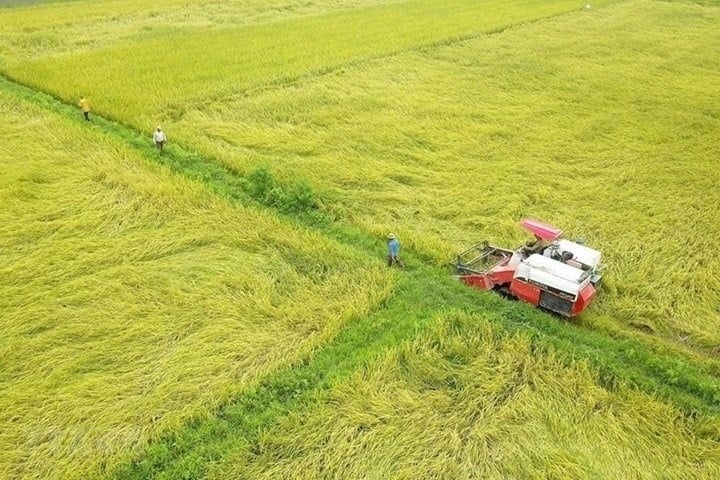 Hoàn thiện dự thảo Nghị định về đất trồng lúa: phải đánh giá tác động kỹ lưỡng, lấy ý kiến đối tượng bị tác động- Ảnh 1. Hoàn thiện dự thảo Nghị định về đất trồng lúa: phải đánh giá tác động kỹ lưỡng, lấy ý kiến đối tượng bị tác động- Ảnh 1.