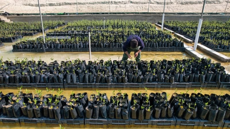 afp__20240325__aa_25032024_1595692__v1__highres__mangroveforestagainstglobalwarminga_1.jpg