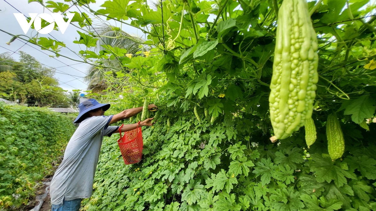 dự báo triều cường vượt báo động 3, hậu giang tăng cường bảo vệ diện tích rau màu hình ảnh 3 du bao trieu cuong vuot bao dong 3, hau giang tang cuong bao ve dien tich rau mau hinh anh 3