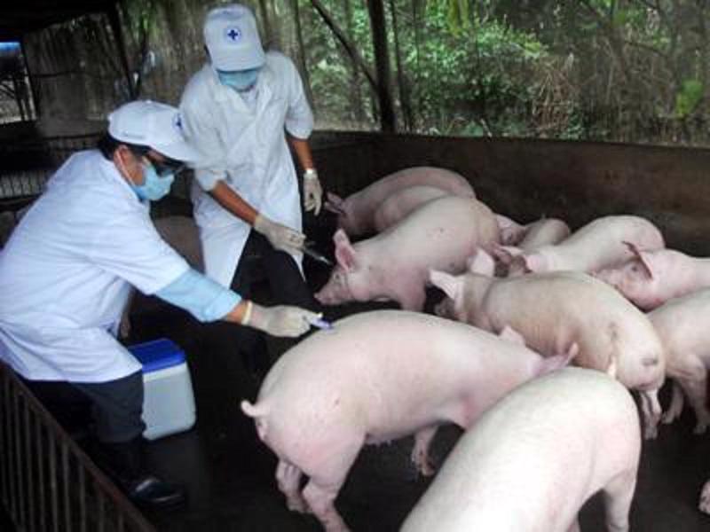 Xử lý nghiêm các trường hợp buôn bán, vận chuyển lợn bệnh, không rõ nguồn gốc xuất xứ- Ảnh 1. Xử lý nghiêm các trường hợp buôn bán, vận chuyển lợn bệnh, không rõ nguồn gốc xuất xứ- Ảnh 1.