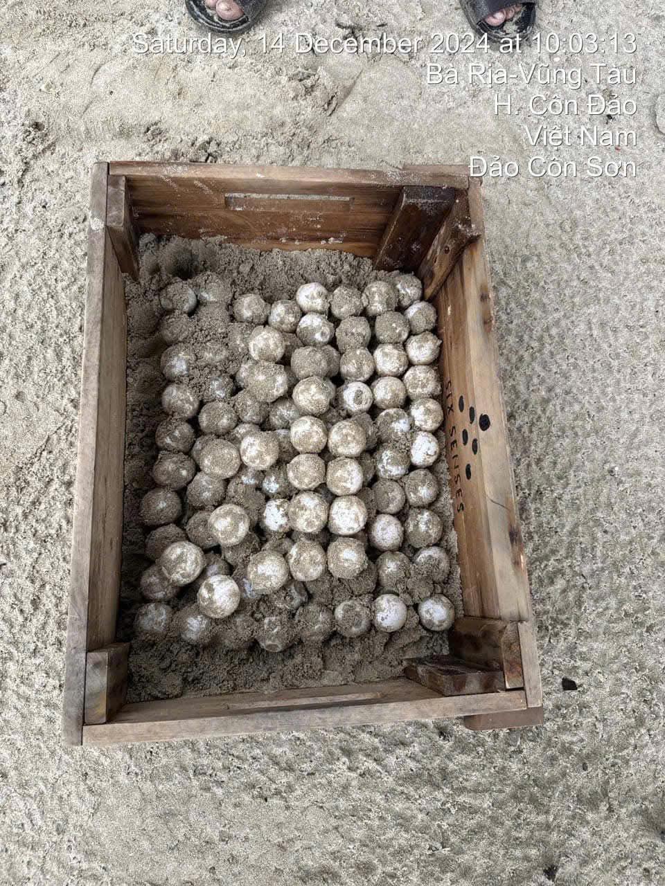 Đồi mồi dứa quý hiếm đẻ trứng tại bãi biển Côn Đảo- Ảnh 2. Đồi mồi dứa quý hiếm đẻ trứng tại bãi biển Côn Đảo- Ảnh 2.