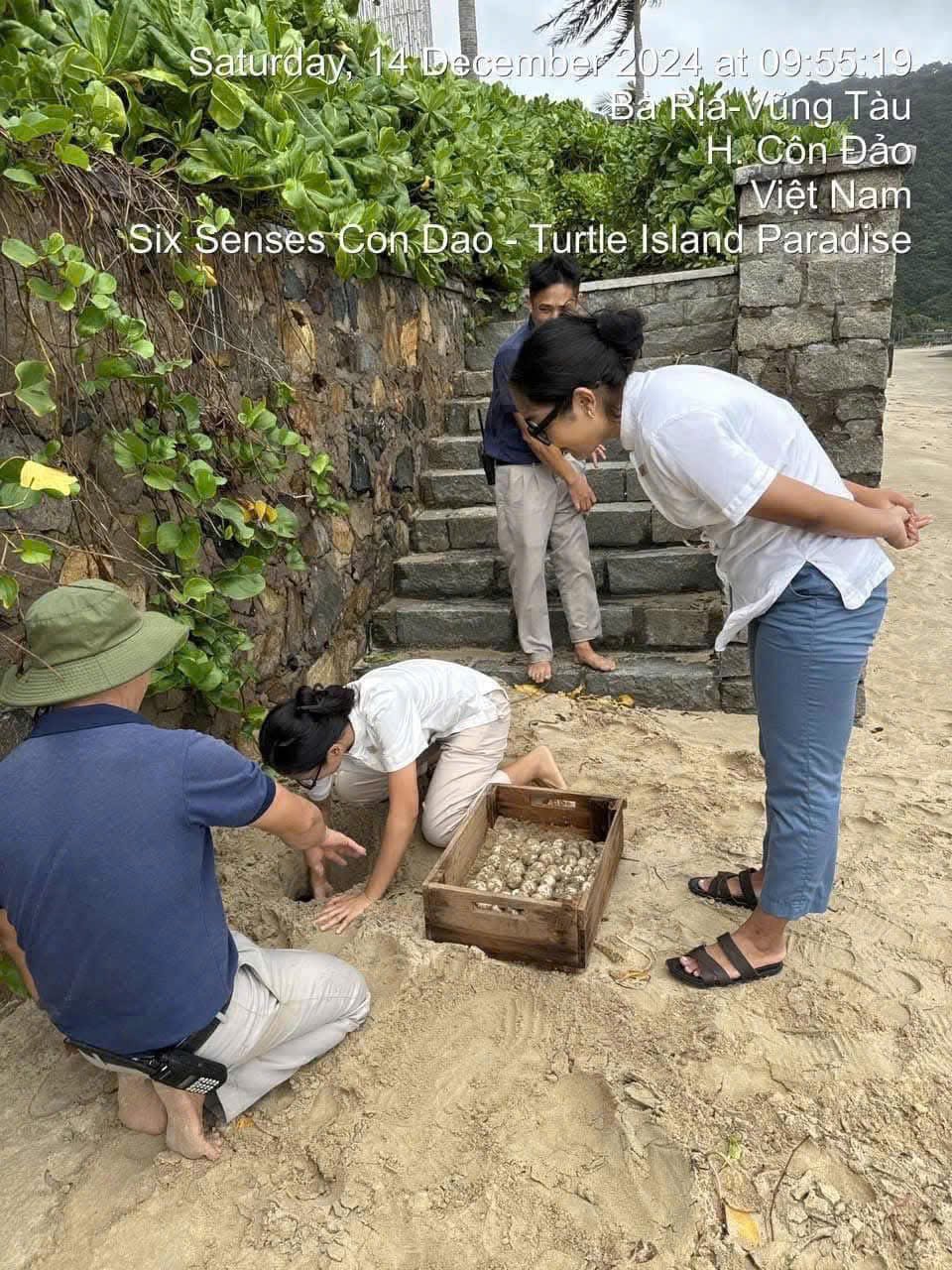 Đồi mồi dứa quý hiếm đẻ trứng tại bãi biển Côn Đảo- Ảnh 3. Đồi mồi dứa quý hiếm đẻ trứng tại bãi biển Côn Đảo- Ảnh 3.