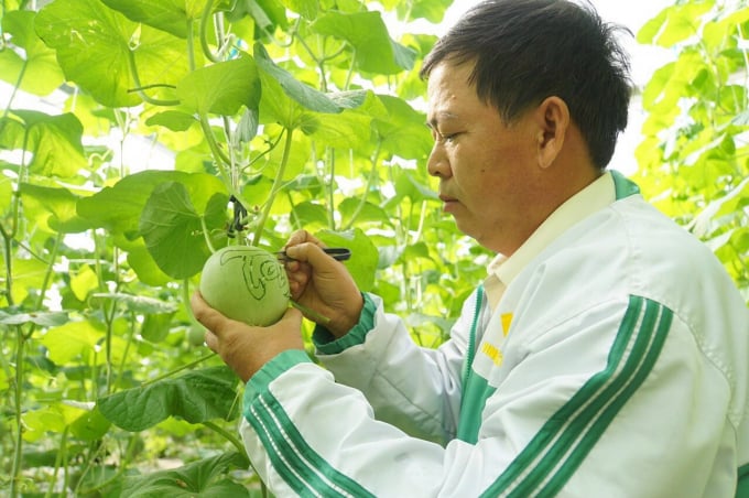 Ông Dương Minh Sang, Giám đốc HTX Rau an toàn xã Long Thuận cho biết thêm, hiện tại dưa lưới khắc chữ của đơn vị đã 'cháy hàng'. Nhiều doanh nghiệp, cá nhân chọn để trưng tết, làm quà biếu. Các sản phẩm khắc chữ phụ thuộc vào nhu cầu của khách hàng như đặc tên cá nhân; chữ Tài – Lộc – Phúc; logo sản phẩm, hình con trâu vàng…