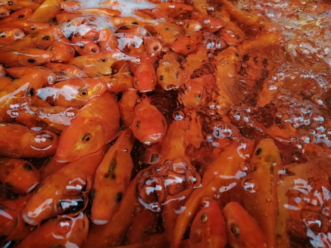Là dịp cúng lễ quan trọng trong năm nên người mua rất kỹ càng trong việc lựa chọn cho được các loại cá đẹp để làm lễ. Tiêu chuẩn của một con cá đẹp là mình đỏ đẹp, mắt đen và có bụng mỡ. So với cá chép vàng thì cá chép đỏ được nhiều người lựa chọn hơn bởi cá khỏe, màu sắc tươi tắn. Năm nay những loại cá chép được người dân ưu thích tìm mua nhiều là chép tam dương, chép vàng, đỏ ớt…