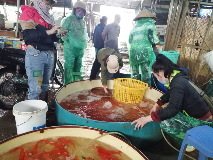 Các tiểu thương ở đây cho biết, từ đêm ngày 21 tháng chạp đến rạng sáng ngày 23 là khoảng thời gian sôi động nhất. Các lái buôn từ nhiều tỉnh thành như Nam Định, Hà Nam, Phú Thọ, Vĩnh Phúc… đưa cá về đây tập kết. Từ đây, cá được đưa đi tiêu thụ ở khắp các chợ trong nội thành. Năm nay, do lượng cung cá có phần giảm nên giá tăng cao hơn rất nhiều so với cùng kỳ năm ngoái. Ảnh: Trung Quân