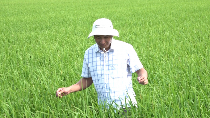 Canh tác lúa tiên tiến vừa góp phần giảm thiểu tác động xấu tới môi trường, vừa nâng cao năng suất lúa. Ảnh: MP