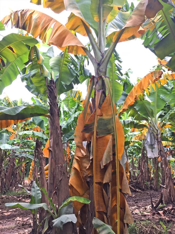 department_of_agriculture_and_fisheries_panama_tr4_symptoms_skirt-155836_707.jpg Bệnh vàng lá chuối là bệnh nguy hiểm, đã tàn phá ở nhiều quốc gia trồng chuối lớn trên thế giới. Ảnh: ST.