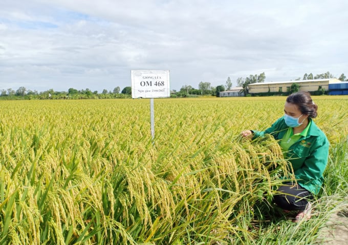 Giống lúa OM468 cho tỷ lệ vào chắc hạt lúa tốt, ngay cả khi gặp điều kiện bất thuận và luôn giữ lá đòng vẫn đẹp không bị tàn lá khi lúa đã chín. Ảnh: Hoàng Vũ.
