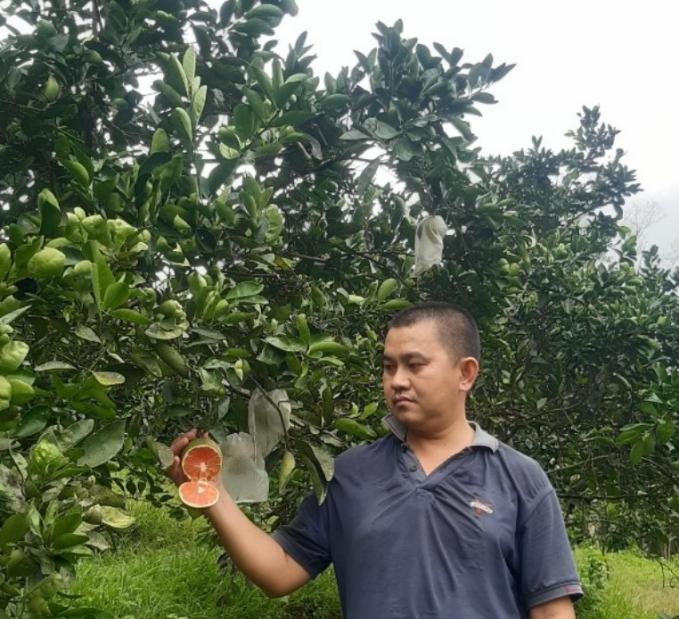 Anh Lương Linh Nhâm, chủ trang trại Cam Cara ở Thọ Điền (Vũ Quang, Hà Tĩnh). Ảnh: Trần Hà.