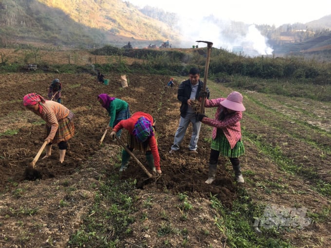 Cán bộ kỹ thuật hỗ trợ bà con Bắc Hà trồng dược liệu ngay tại đồng ruộng. Ảnh: Đăng Hải.