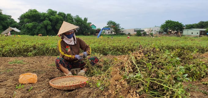 Farming according to the smart agricultural model adapting to climate change helps increase economic efficiency. Photo: Pham Hieu.